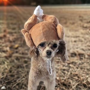 Pet Thanksgiving Turkey Hat for Dog or Cat